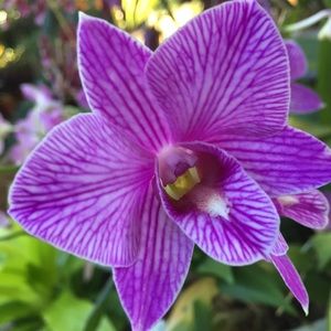 Meet your Posher, Sydney